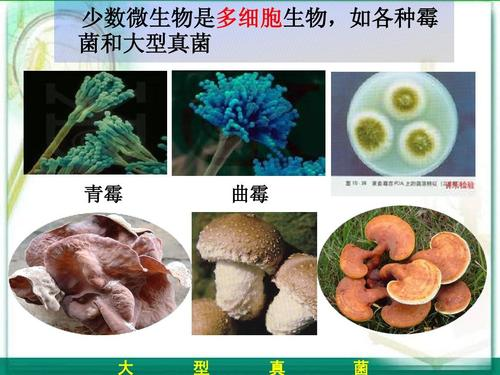 微生物酶饲料添加剂作用机理03.png