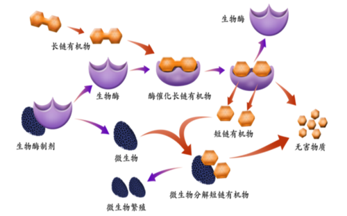 微生物酶饲料添加剂作用机理02.png