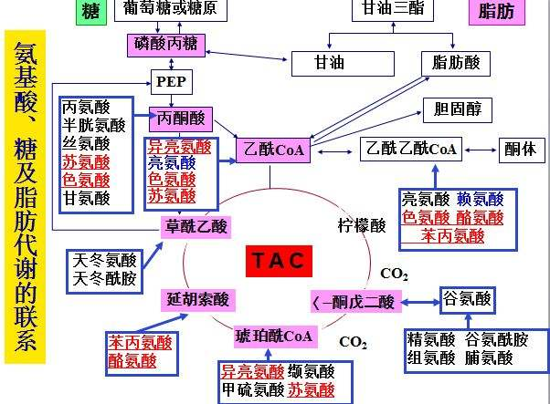 合成生物技术原理及核心技术04.png