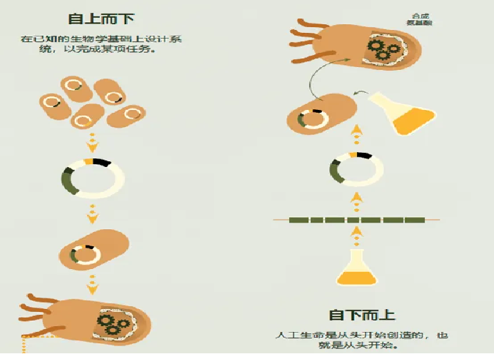 合成生物技术原理及核心技术05.png